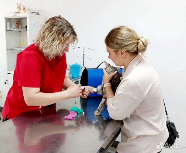 Ветеринарный врач, онлайн консультация