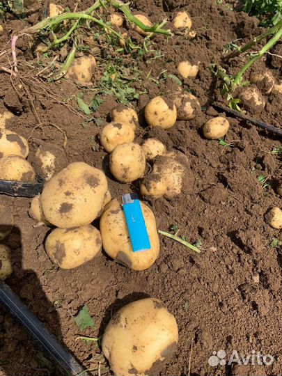 Продам картофель оптом