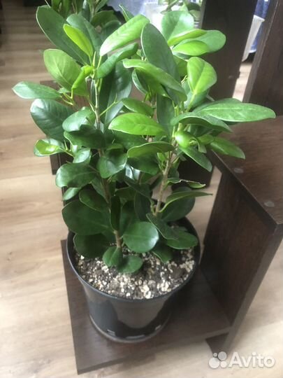 Фикус бенджамина моклейм