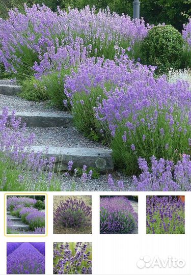 Лаванда узколистная