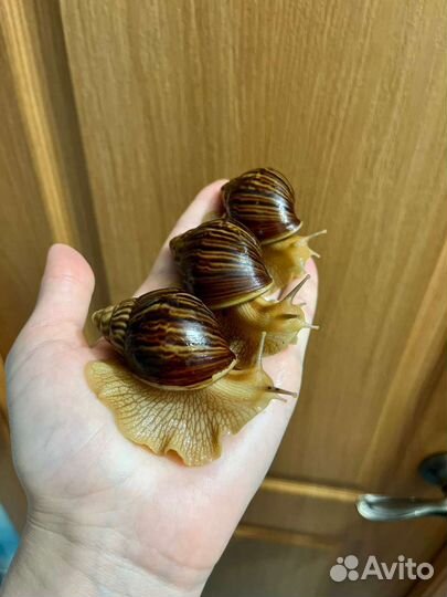 Улитки ахатины маленькие