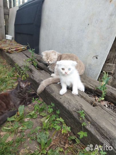 Отдам вислоухого котёнка