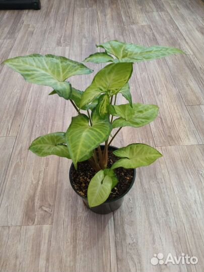 Комнатные цветы