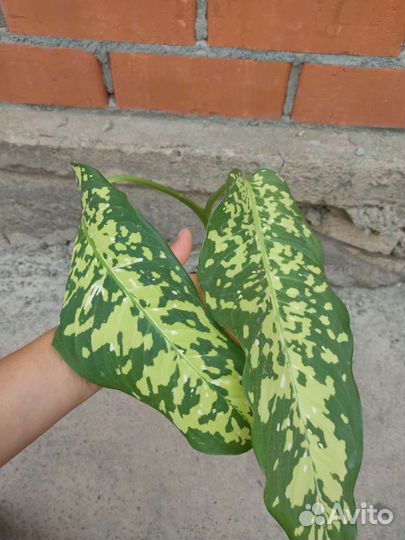 Диффенбахия рефлектор,триколор, ами
