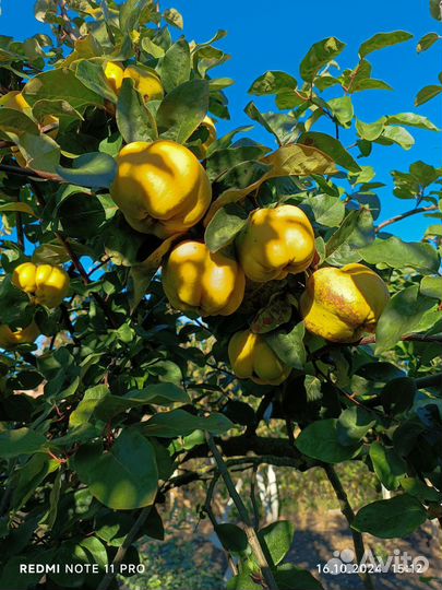 Овощи фрукты