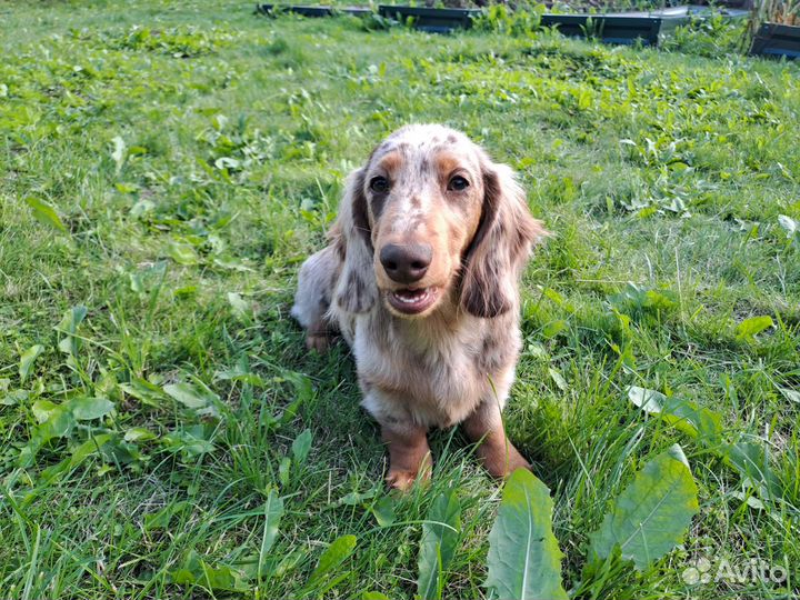 Щенок мини таксы