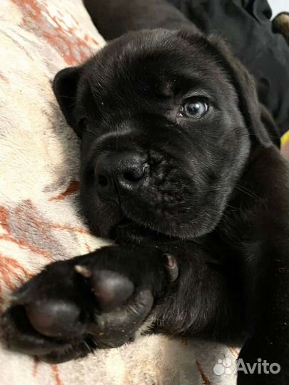 Шикарные щенки кане корсо