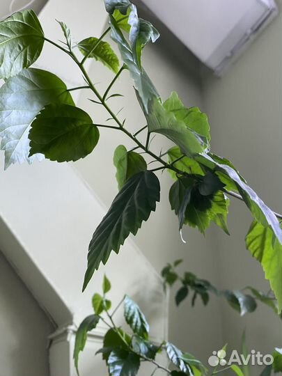 Фикус бенджамина большой