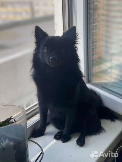 Собака в добрые руки отдам бесплатно