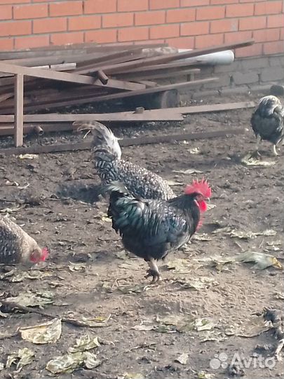 Инкубационное яйцо домашних кур