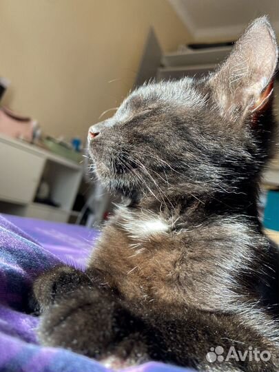 Котенок в добрые руки