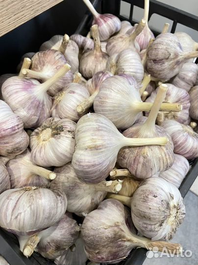 Чеснок озимый