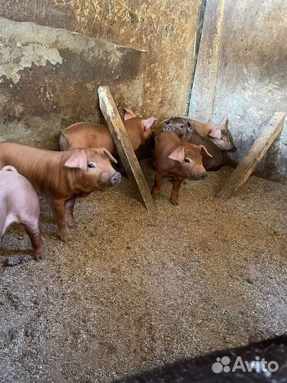 Поросята дюрок