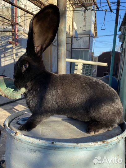 Кролики Великаны