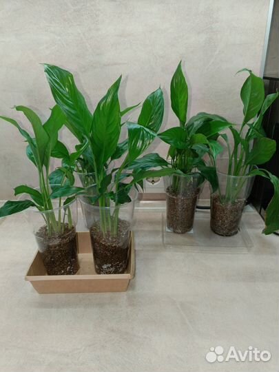 Спатифиллум