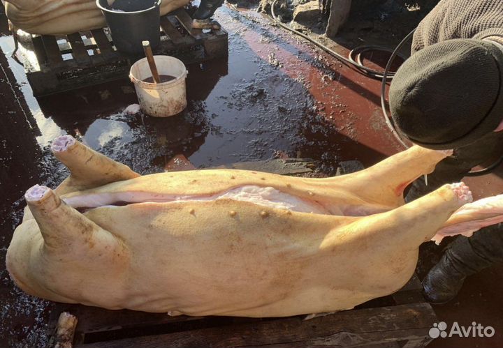 Мясо свинина домашняя