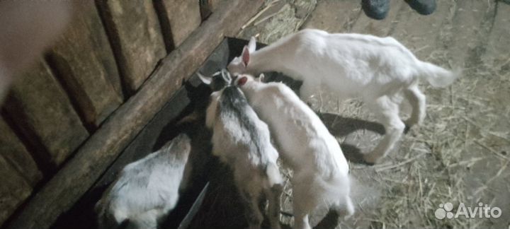 Продам козлят и двух коз