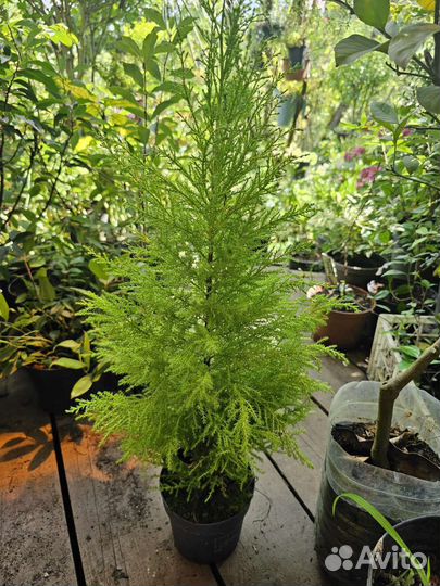 Лимонный кипарис, купрессус