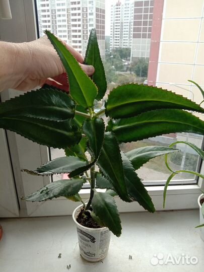 Каланхоэ Дегремона (лечебный)