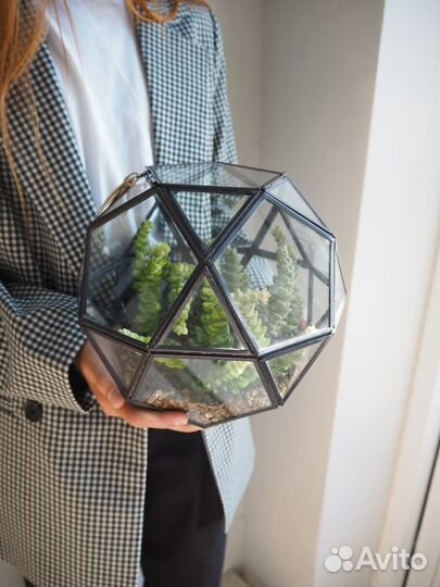 Флорариум суккуленты