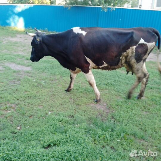 Коровы дойные молочные