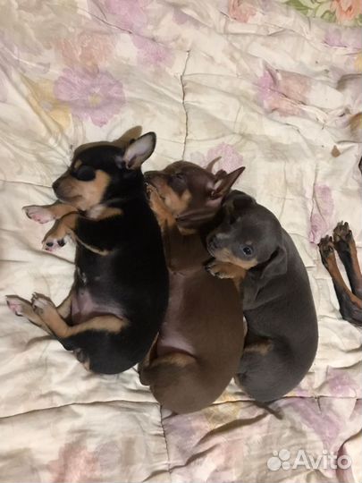 Той-терьер вязка