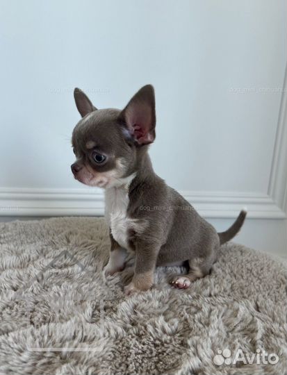 Чихуахуа мини мальчик