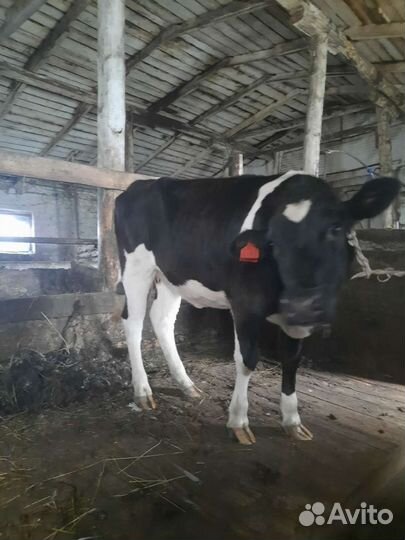 Айширская телка