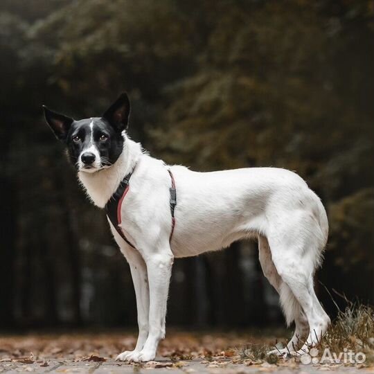 Красавица Грея в поисках дома и хозяина