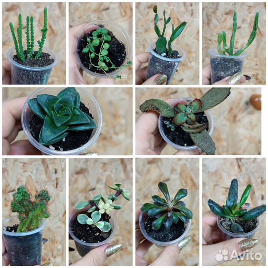 Суккуленты