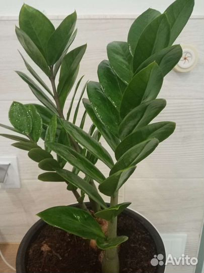 Замиакулькас комнатные растения долларовое дерево