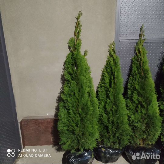 Туя смарагд