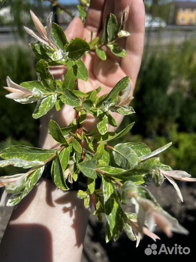 Ива хакуро нишики на штамбе/кустом