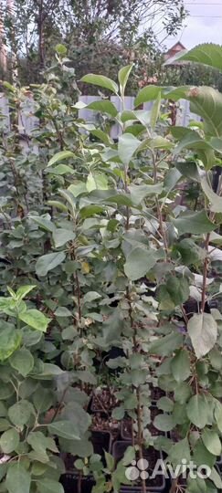 Саженцы яблони