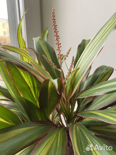 Кордилина киви домашний цветок