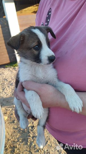 Щенок в добрые руки