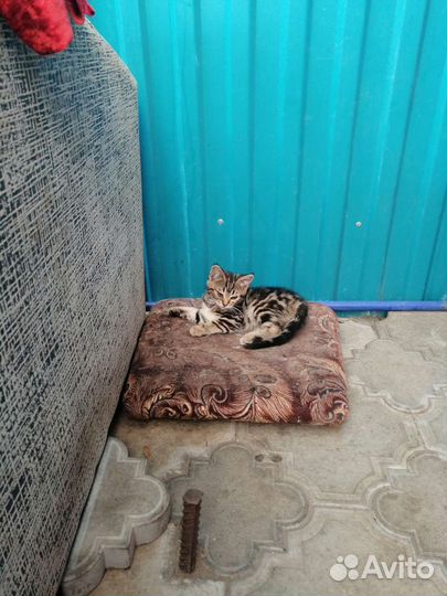 Кошка в дар