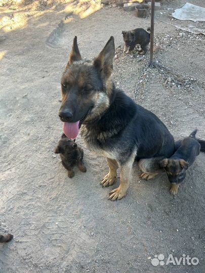 Собака в добрые руки немецкая овчарка щенок