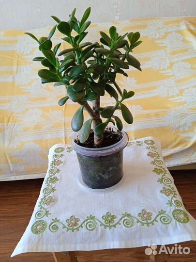 Толстянка - денежное дерево