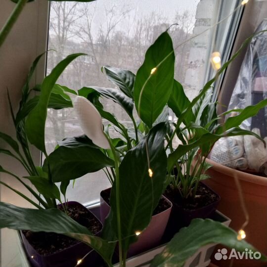 Спатифиллум