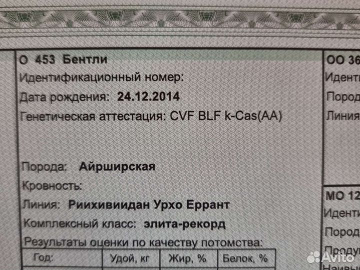 Айширские бычки на племя