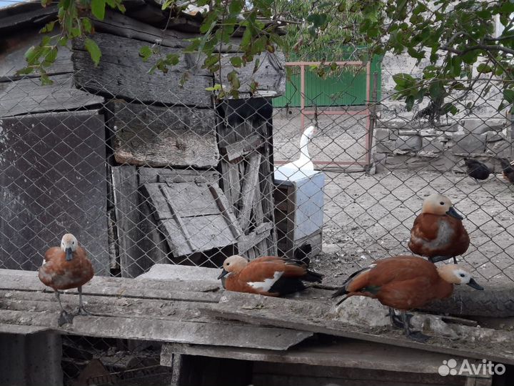 Продаются огоря