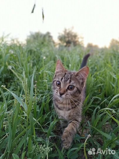 Бесплатно. Котята в добрые руки