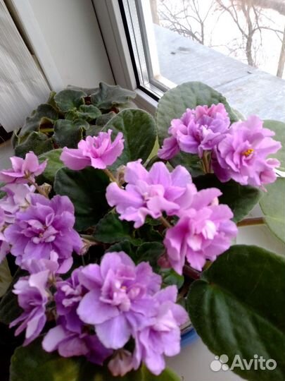 Фиалки,и очень много разных цветов и отростков