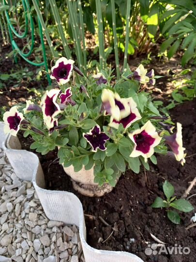 Рассада петунии