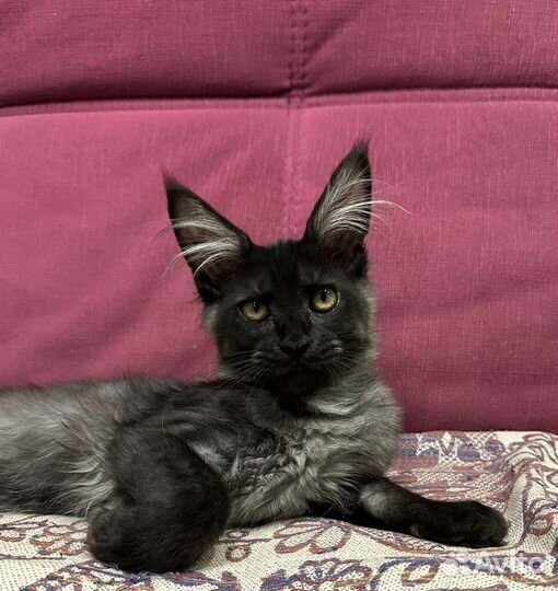 Котята породы Мейн-кун