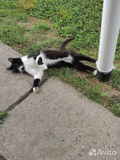 Котик Прошка в добрые руки