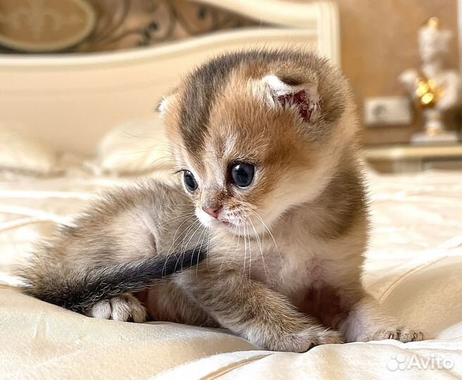 Фолд Плюшевый золотой мальчик 1 мес