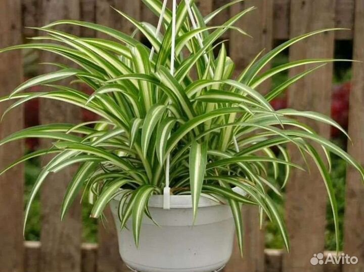 Хлорофитум (цветок-пылесос)