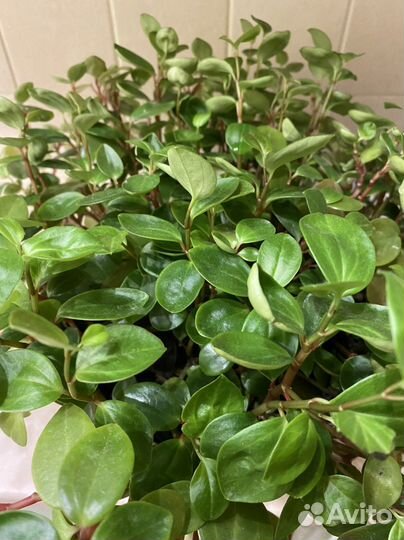 Пеперомия головатая Глабелла